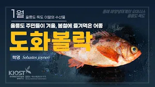 
						1월 울릉도·독도 이달의 수산물, 도화볼락
						
						