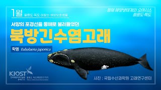 
						1월 울릉도·독도 이달의 해양보호생물, 북방긴수염고래
						
						