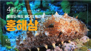 
						4월 울릉도·독도 이달의 수산물, 홍해삼
						
						