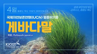 
						4월 울릉도·독도 해양보호생물, 게바다말
						
						