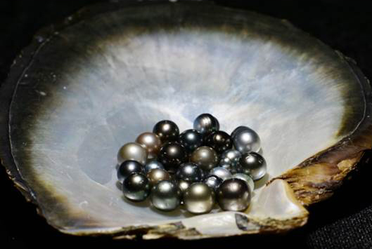 [Black pearls harvested in 2008]