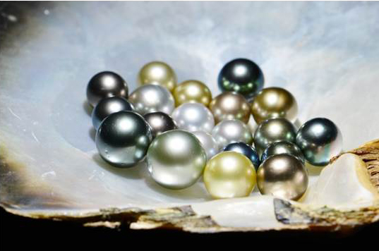 [Black pearls harvested in 2015]
