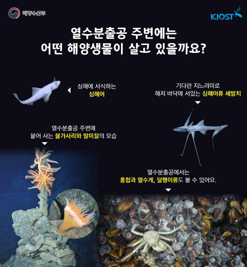 '열수분출공 주변에는 어떤 해양생물이 살고 있을까요?'에 대한 인포그래픽입니다.