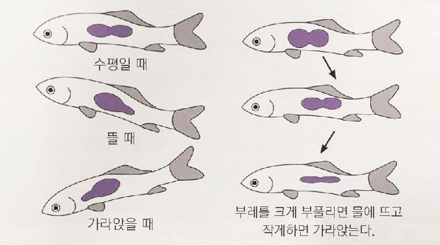 물고기의 부레에 대한 이미지 설명 - 수평일때, 뜰 때, 가라앉을 때 - 부레를 크게 부풀리면 물에 뜨고 작게하면 가라앉는다.