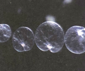 야광충의 현미경 사진. 사진의 화살표는 야광충이 먹는 식물플랑크톤(왼쪽과 가운데가 각각 규조류)