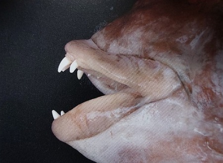사진 3. 혹돔의 강한 이빨