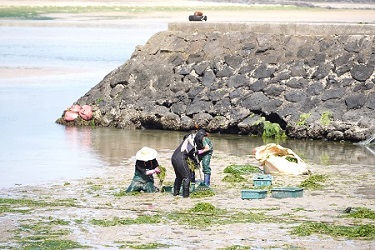 사진 7, 8. 신양 구항 주변의 해조류를 제거하는 제주대학교 해양생명과학과 학생들