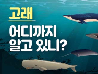 고래, 어디까지 알고 있니?의 사진