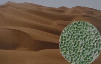 사진 3. 아랍에미리트의 모래 언덕에 사는 크루코시디옵시스 서말리스 (Chroococcidiopsis thermalis)