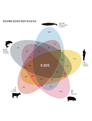그림 2. 네이처 지네틱스 저널에 수록된  고래류와 인간 및 우제류와의 유전자 유사성 비교 이미지